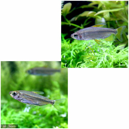 （熱帯魚）レインボー・コンゴテトラ（ワイルド）（1ペア）　北海道・九州航空便要保温