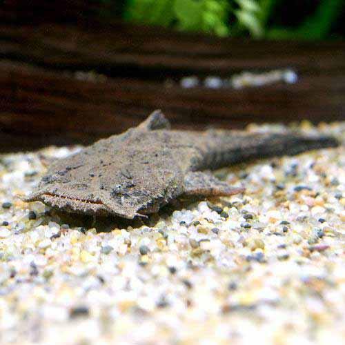 （熱帯魚）チャカ・チャカ（1匹）　北海道・九州航空便要保温