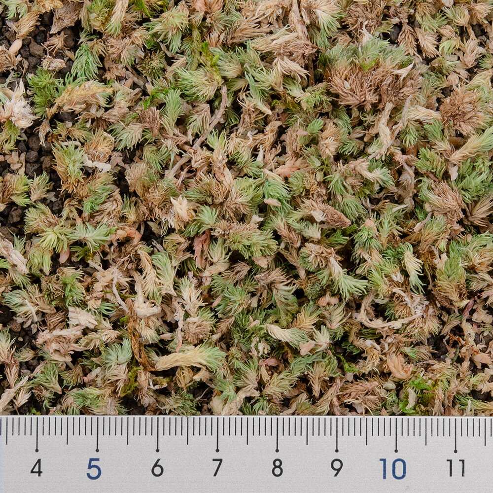 ��ñ�ޤ���������ޥ���������������