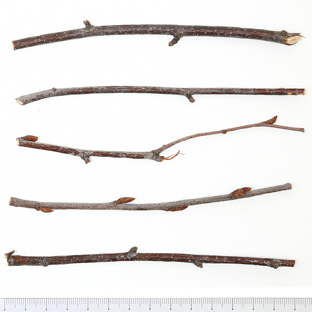 かじり木　国産　しらかばの木　極細枝　30g　小動物　おもちゃ　無添加　無着色　うさぎ　ハムスター　チンチラ　関東当日便 2