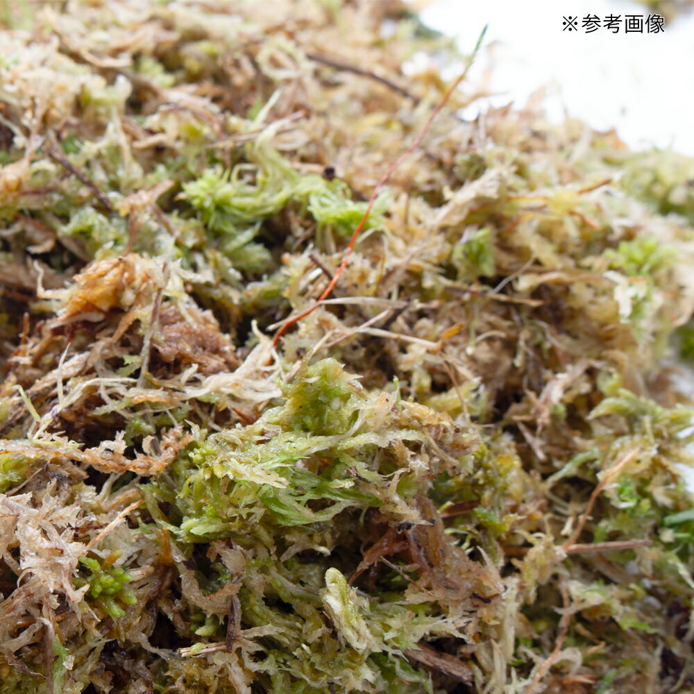 ���ݡ���񻺡�200g������������