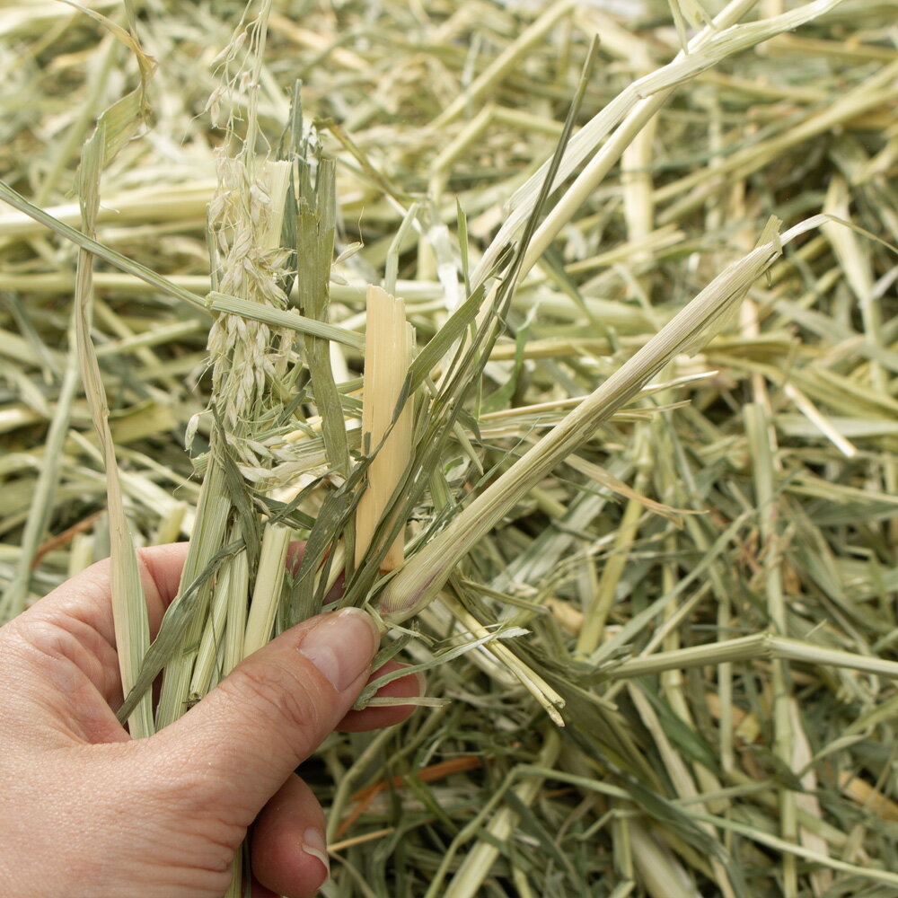 ����7ǯ�����������󥰥饹������å��ޡ�600g������������