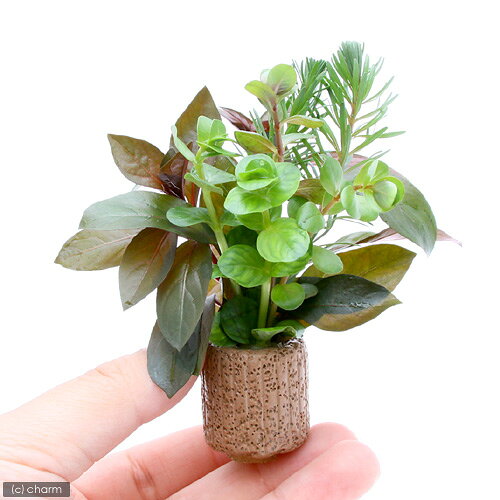 （水草）ライフマルチ（茶）おまかせ紅葉ミックス（無農薬）（水上葉）（1個）