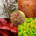(水草)おまかせ5色紅葉セット(無農薬)(20本)