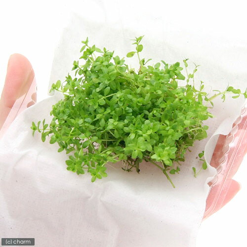 �ʿ���˥ѡ��륰�饹�ʿ���աˡ�̵�����ˡ�1�ѥå�ʬ��