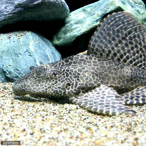 （熱帯魚）セルフィン・プレコ　Mサイズ（ブリード）（1匹）　北海道・九州航空便要保温