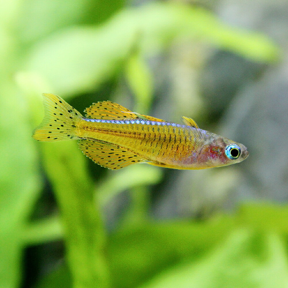 （熱帯魚）シュードムギルsp．ティミカ（1匹）　北海道・九州航空便要保温