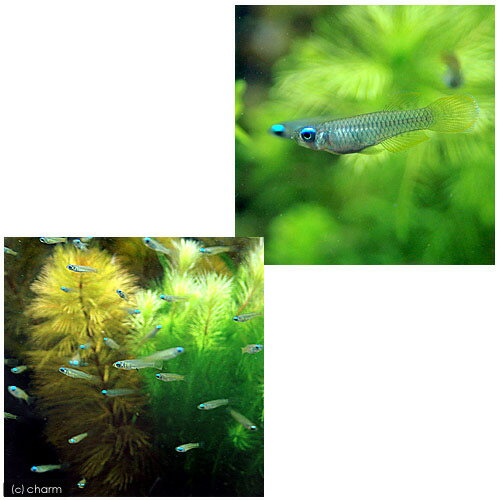 ��Ǯ�ӵ��˥��եꥫ�󡦥��ץ�����20ɤ�ˡ��̳�ƻ���彣�Ҷ������ݲ�