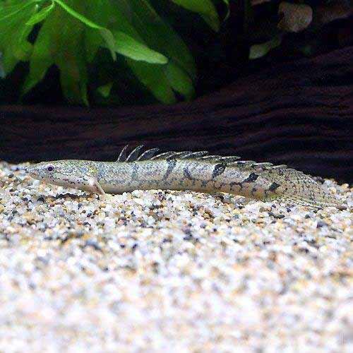 （熱帯魚）ポリプテルス・デルヘジィ　Sサイズ（約10〜15cm）（ワイルド）（1匹）　北海道・九州航空便要保温