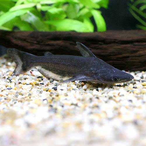 （熱帯魚）ドワーフドルフィン・キャット（1匹）　北海道・九州航空便要保温