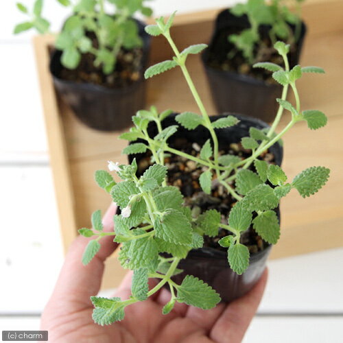 （観葉植物）ハーブ苗　ミント　キャットミント　ピンク　3号（1ポット）　家庭菜園