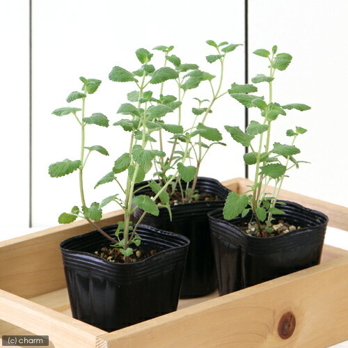 （観葉植物）ハーブ苗　ミント　キャットミント　ブルー　3号（1ポット）　家庭菜園
