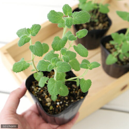 （観葉植物）ハーブ苗　ミント　キャットミント　ブルー　3号（1ポット）　家庭菜園