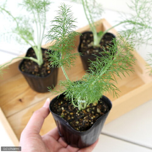 （観葉植物）ハーブ苗　フェンネル　スイート　3号（1ポット）　家庭菜園