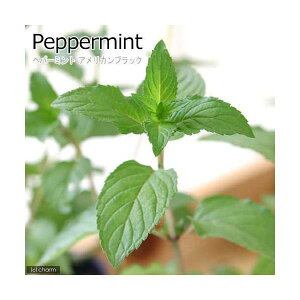（観葉植物）ハーブ苗　ミント　ペパーミント　アメリカンブラック　3号（1ポット）　家庭菜園