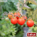 （観葉植物）野菜苗　トマト　ワイルドトマト　3号（1ポット）　家庭菜園【HLS_DU】