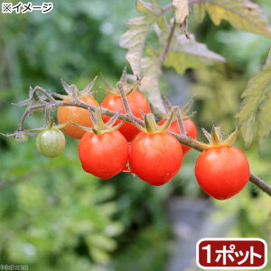 （観葉植物）野菜苗　トマト　ワイルドトマト　3号（1ポット）　家庭菜園