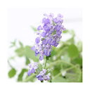 (観葉植物)ハーブ苗 ミント キャットミント ブルー 3号(3ポット) 家庭菜園