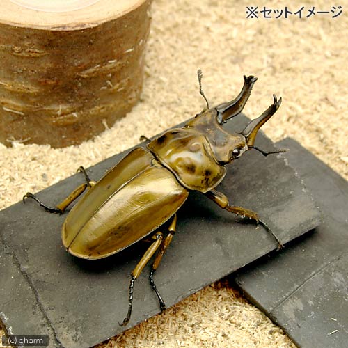 昆虫用　特選竹炭　板状　5枚　スズムシ　鈴虫　コオロギ　関東当日便