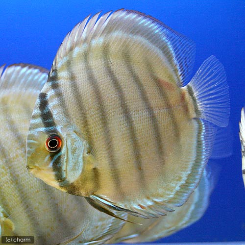 （熱帯魚）グリーン・ディスカス　ペルー産（ワイルド）（1匹）　北海道・九州航空便要保温