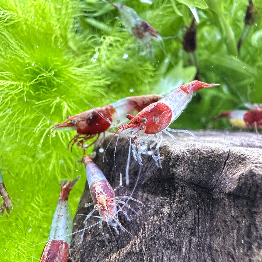 �ʥ��ӡ˥�꡼������ס�3ɤ�ˡ��̳�ƻ���彣�Ҷ������ݲ�