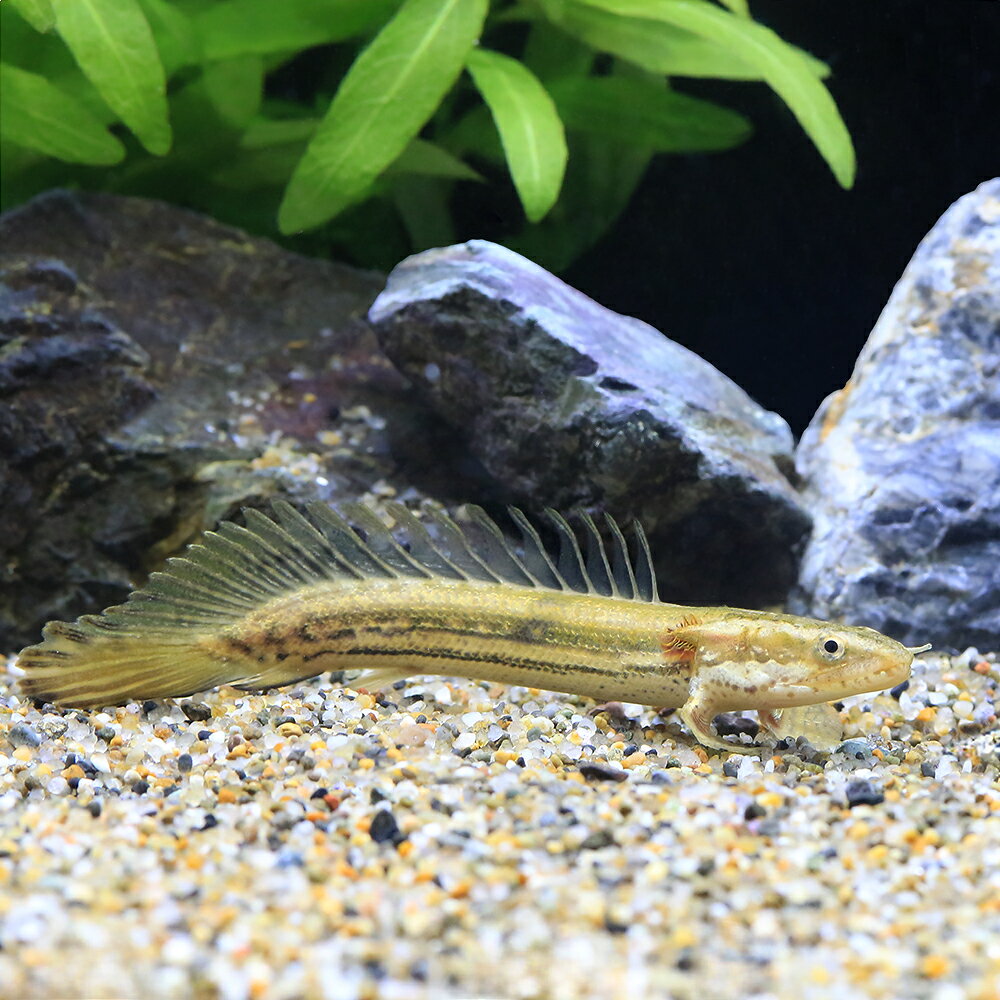 ��Ǯ�ӵ��˥ݥ�ץƥ륹���ӥ����롦�ӥ����롡S��������1ɤ�ˡ��̳�ƻ���彣�Ҷ������ݲ�