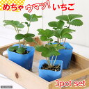 （観葉植物）デルモンテ　野菜苗　イチゴ　めちゃウマッ！いちご（四季成り）　3号（3ポット）　家庭菜園　北海道冬季発送不可