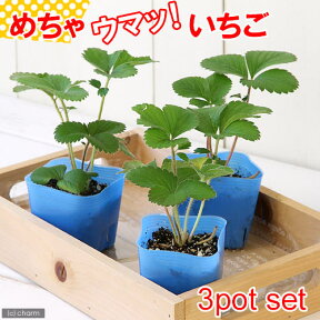 （観葉植物）デルモンテ　野菜苗　イチゴ　めちゃウマッ！いちご（四季成り）　3号（3ポット）　家庭菜園【HLS_DU】