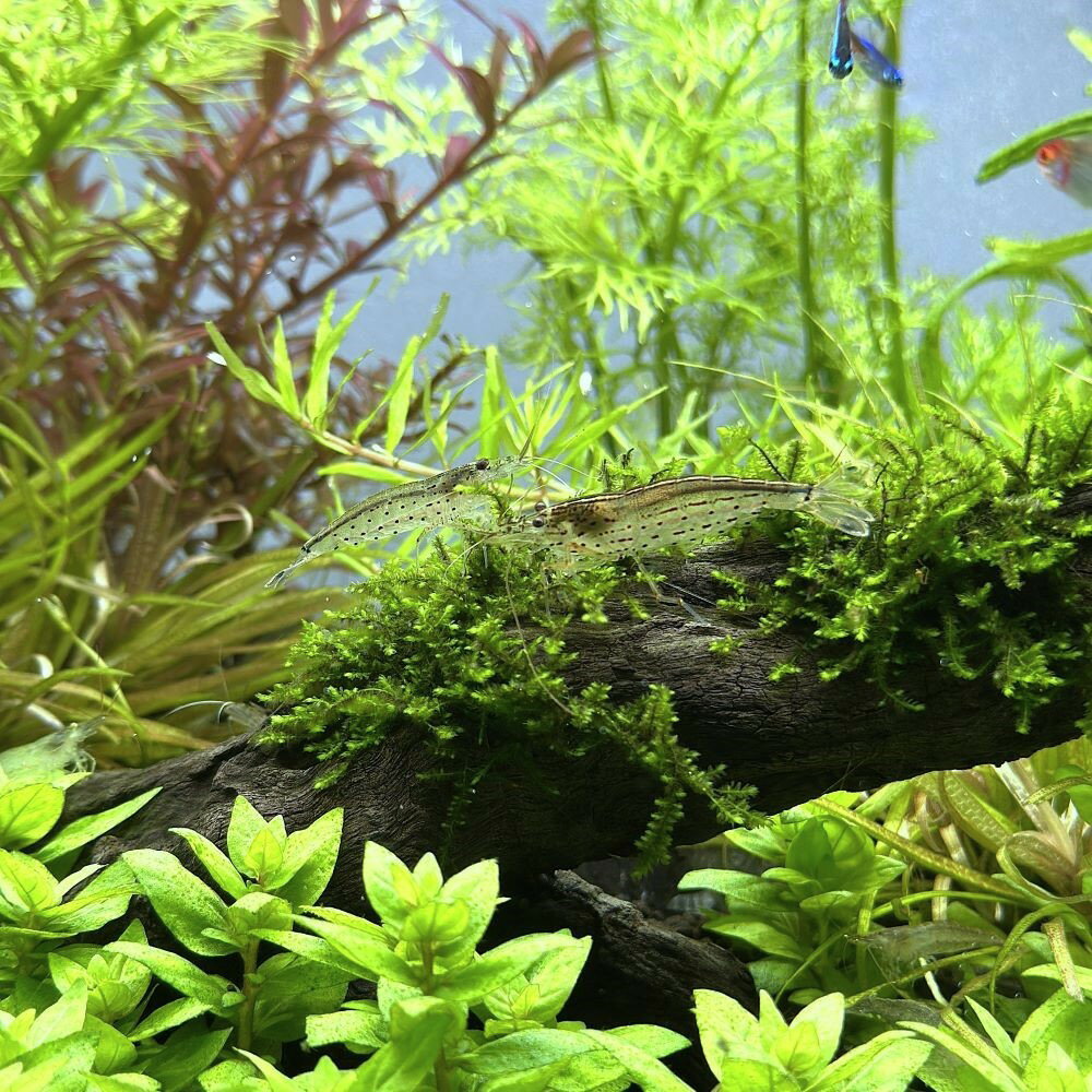 �ʥ��ӡ˥�ޥȥ̥ޥ��ӡ��񻺡�100ɤ�ˡʡ�1�䤪�ޤ���