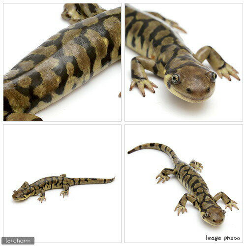 ��ξ����˥ȥ��֥�����������ޥ������1ɤ�ˡ��̳�ƻ���彣�Ҷ������ݲ�