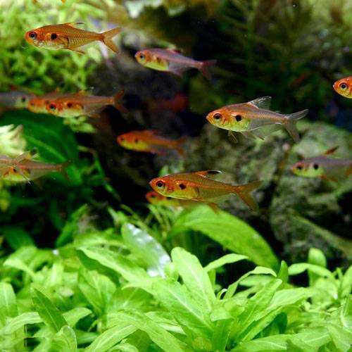 （熱帯魚）レッドファントム・ルブラ（ワイルド）（6匹）　北海道・九州航空便要保温　沖縄別途送料