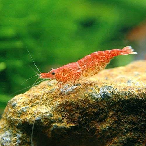 (エビ)チェリーレッドシュリンプ(6匹)