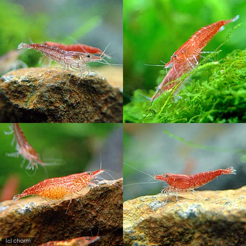 �ʥ��ӡ˥����꡼��åɥ�����ס�6ɤ�ˡ��̳�ƻ���彣�Ҷ������ݲ�