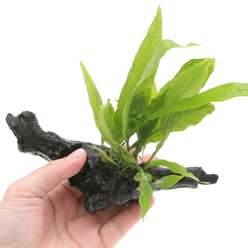 �ʿ���˥ߥ������ꥦ�ࡡ�ץƥ��ץ��ա�ή�ڡ�SS��������1�ܡˡ���10cm��