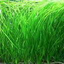(水草)石菖藻 セキショウモ(無農薬)(3株)