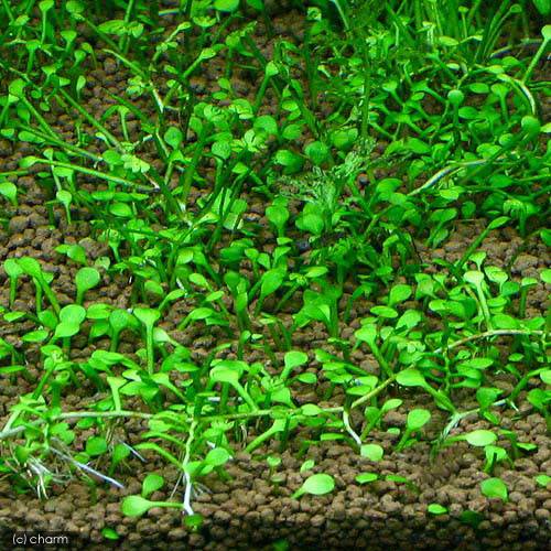 （水草）鉢植え　クレナタ　ウォータークローバー（インボイス）（水上葉）（無農...