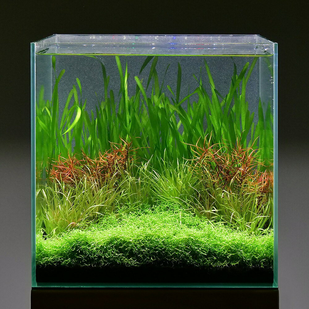 （水草）らくらく小型水槽用レイアウトセット（水中葉）（無農薬）（4種）