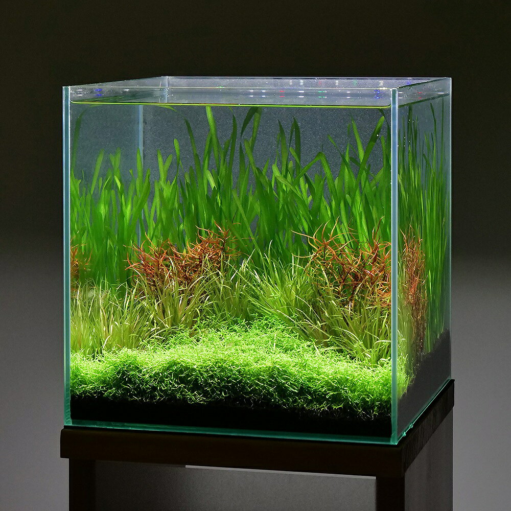 （水草）らくらく小型水槽用レイアウトセット（水中葉）（無農薬）（4種）