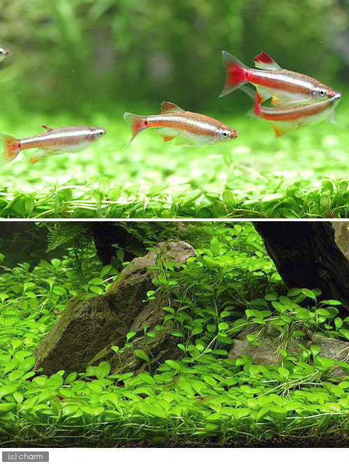 �ʿ���˿�ʥ��åȡ�60cm�����ѡʥ��꡼�������ܥ����顡���ȥ�ǥ��ܥ����å�����ML�ˡʿ���աˡ�̵�����ˡ��ܽ��͹����