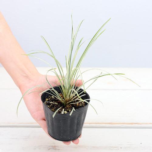 （ビオトープ）水生植物 リュウノヒゲ 白竜（1ポット） 常緑性湿性植物（休眠状態）