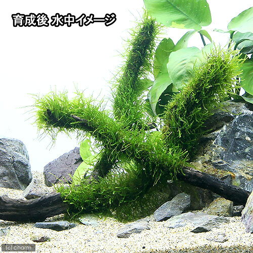 （水草）巻きたて　ウィローモス　スティック流木　Mサイズ（約20cm）（水中葉）（...