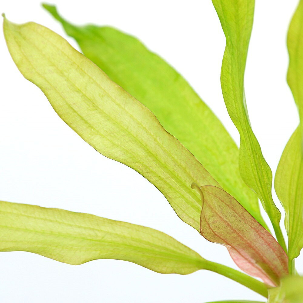 （水草）エキノドルス　トリカラー（水中葉）（無農薬）（1株）
