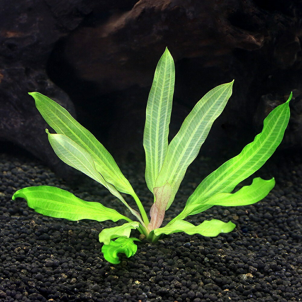 （水草）エキノドルス　トリカラー（水中葉）（無農薬）（1株）