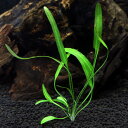 (水草)アポノゲトン ナタンス(無農薬)(1株)
