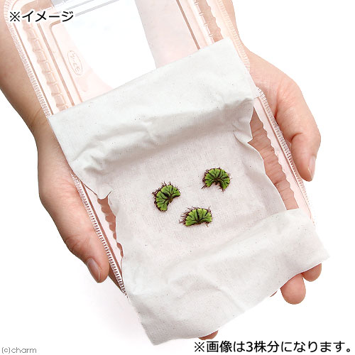 （浮草）イチョウウキゴケ（無農薬）（5株）