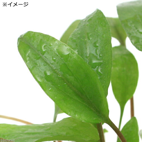 （水草）クリプトコリネ　ペッチー（1ポット分）