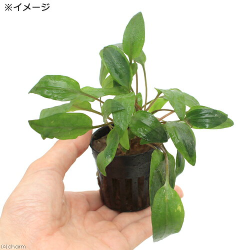 （水草）クリプトコリネ　ペッチー（1ポット分）
