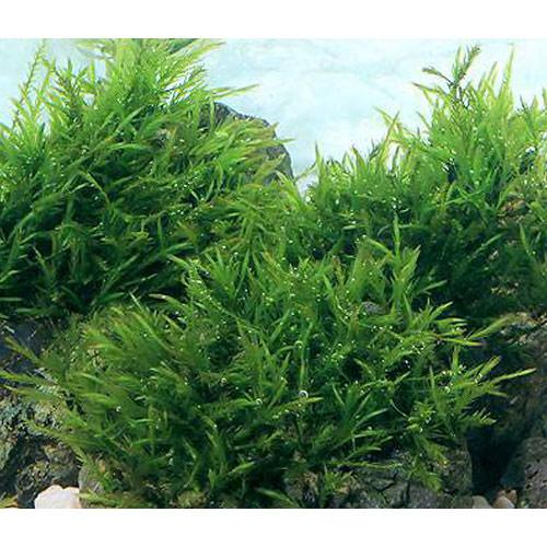 （水草）ノコギリカワゴケ（無農薬）（1パック）