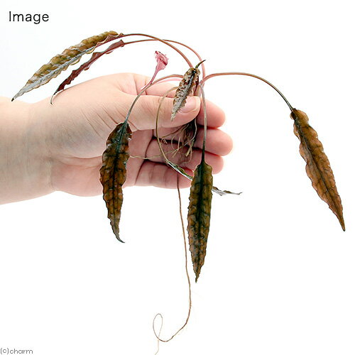 �ʿ���˥���ץȥ����sp������ɥͥ����ʥǥʥ꡼�ˡʿ����աˡ�̵�����ˡ�1����