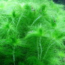 (水草)ケヤリソウ(水中葉)(無農薬)(2本)